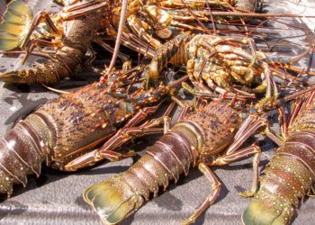 Histórica captura de langosta reportan en Isla Mujeres