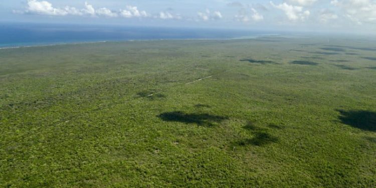 Quintana Roo protege 3 millones 700 mil hectáreas de selva tropical