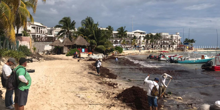 Urgen empresarios definir a la empresa que evitará el recale de sargazo