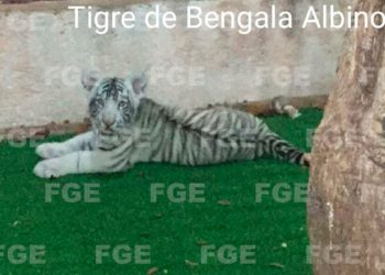 Cazan a explotadores de animales exóticos en Playa del Carmen