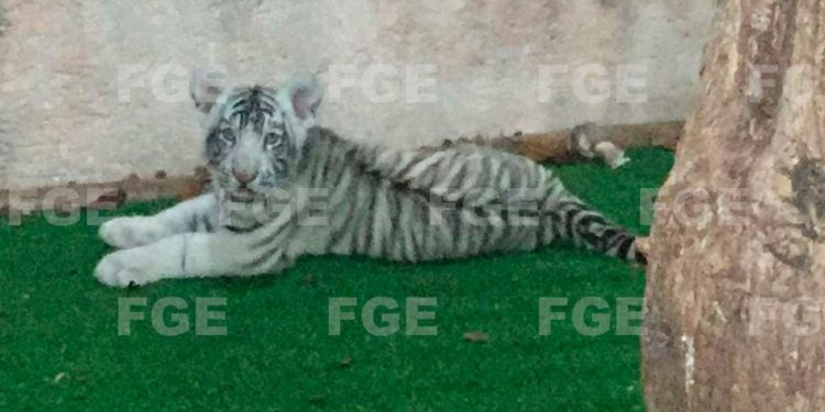 Cazan a explotadores de animales exóticos en Playa del Carmen