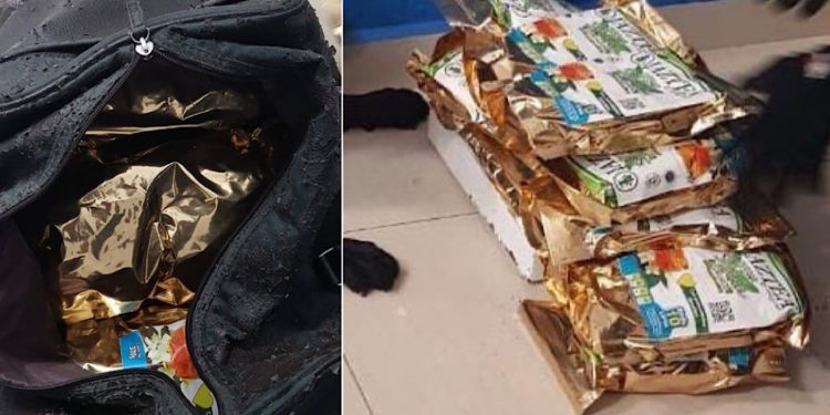 Perro policía detecta a mujer con marihuana en terminal del ADO