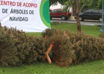 Instalan 26 centros de acopio de árboles de Navidad