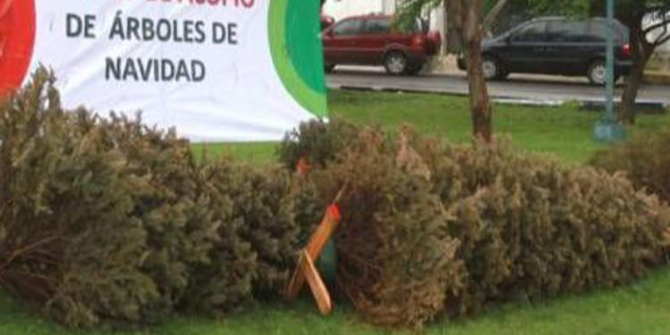 Instalan 26 centros de acopio de árboles de Navidad
