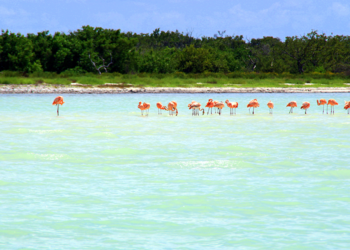 Holbox pierde 53 hectáreas de zona protegida