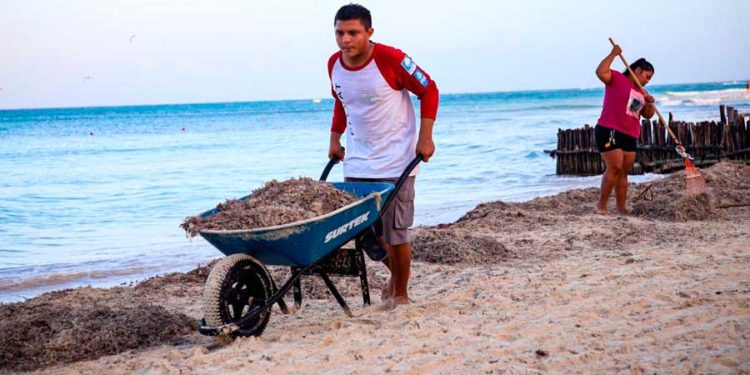 Los trabajos de limpieza de playas continuarán: Zofemat
