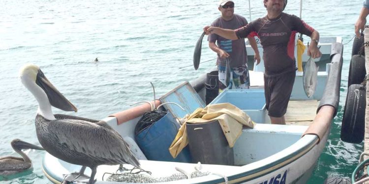 No habrá marisco suficiente durante la próxima Cuaresma