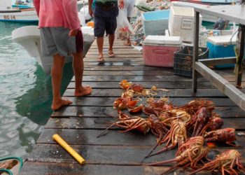 Coronavirus también frenó el mercado de la Langosta