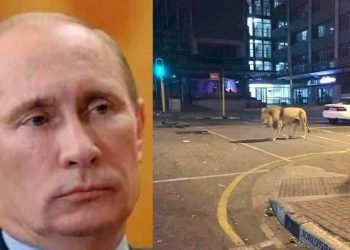 ¿Putin soltó leones por las calles para obligar a la gente a quedarse en casa?