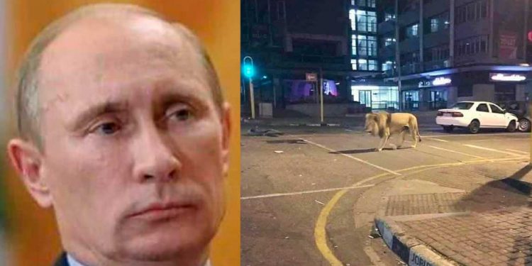 ¿Putin soltó leones por las calles para obligar a la gente a quedarse en casa?
