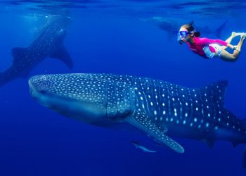 En riesgo la próxima temporada del Tiburón Ballena