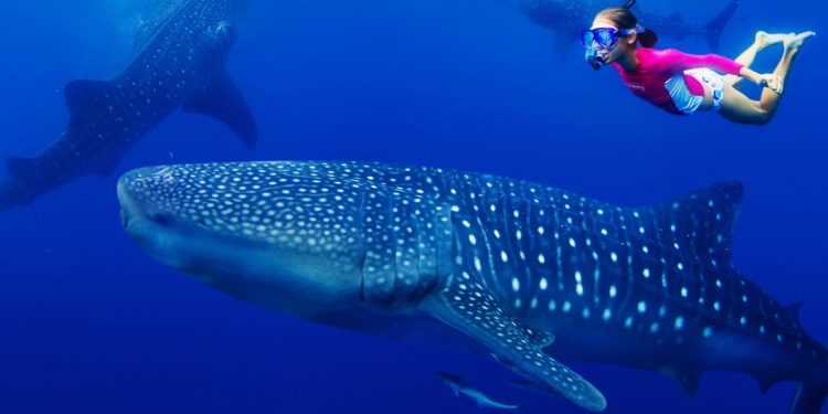 En riesgo la próxima temporada del Tiburón Ballena