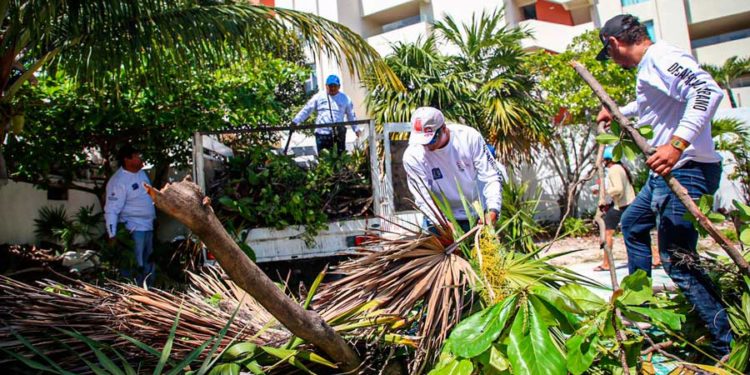 Continúan los trabajos de poda y limpieza en Isla Mujeres
