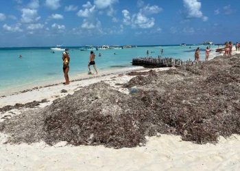 Activan cuadrillas para retirar sargazo de las playas en Isla Mujeres