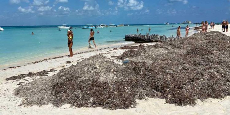 Activan cuadrillas para retirar sargazo de las playas en Isla Mujeres