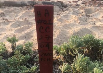 Inicia la temporada de tortuga marina del 2020