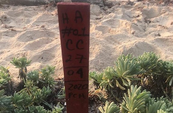 Inicia la temporada de tortuga marina del 2020