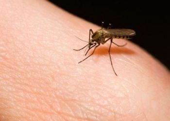 La OMS teme que puedan morir este año 769 mil personas en África por malaria