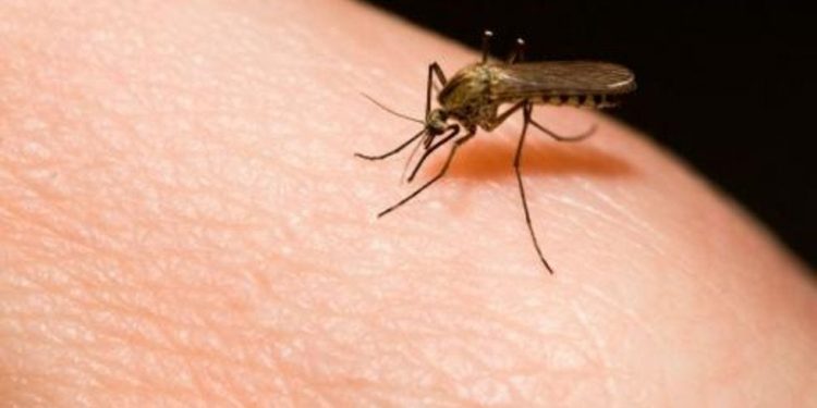 La OMS teme que puedan morir este año 769 mil personas en África por malaria