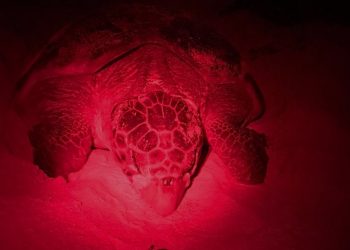 Van 20 nidos de tortuga marina registrados en arenales de la Isla de las Golondrinas