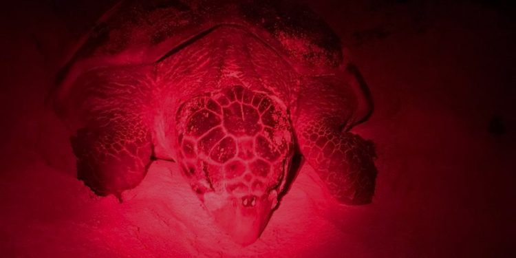 Van 20 nidos de tortuga marina registrados en arenales de la Isla de las Golondrinas