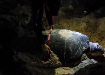 Refuerzan acciones en el mes de la tortuga marina