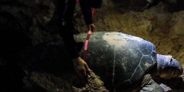 Refuerzan acciones en el mes de la tortuga marina