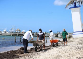 Arriba sargazo a Puerto Morelos y ponen manos a la obra