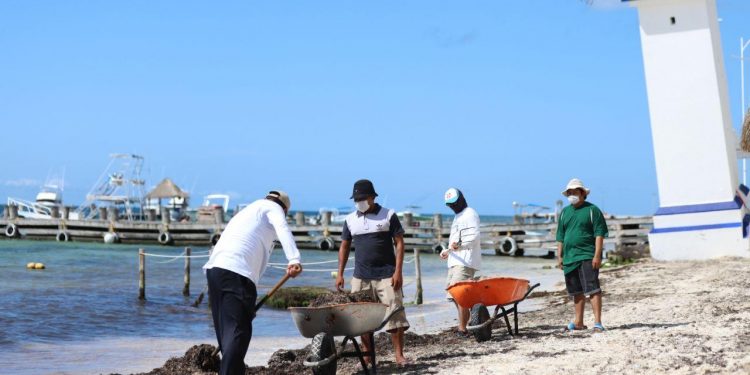 Arriba sargazo a Puerto Morelos y ponen manos a la obra