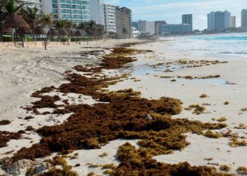 Tenemos cómo enfrentar el sargazo en QRoo: López Obrador