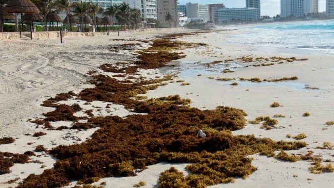 Tenemos cómo enfrentar el sargazo en QRoo: López Obrador