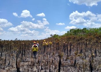 Concluye temporada de incendios forestales con afectación de 31,100 hectáreas