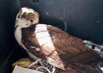 Rescatan águilas que estaban en cautiverio