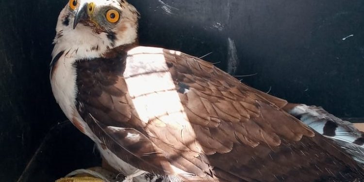 Rescatan águilas que estaban en cautiverio