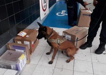 Perros policías hallan marihuana y cocaína cuando pasan frente a empresa de paquetería
