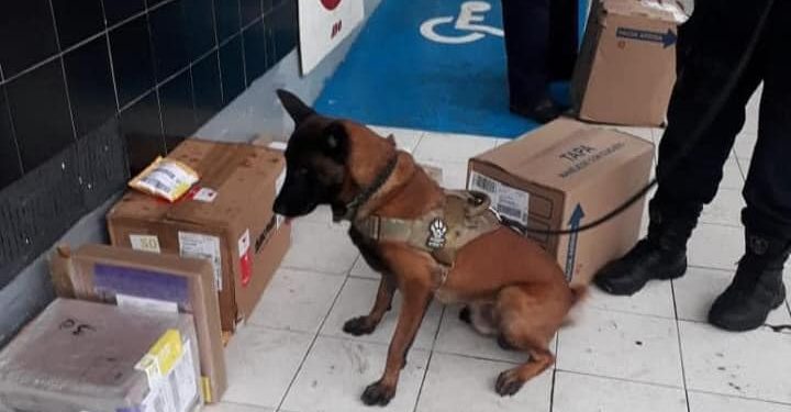 Perros policías hallan marihuana y cocaína cuando pasan frente a empresa de paquetería