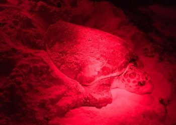 Se registran 63 nidos de tortugas en playas de Cozumel