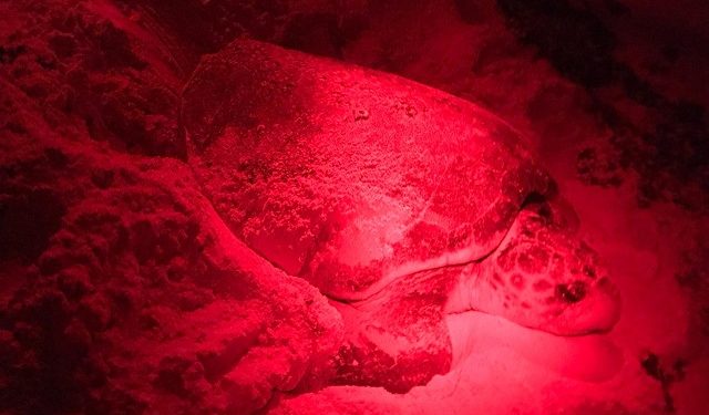 Se registran 63 nidos de tortugas en playas de Cozumel