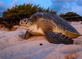 Arriban tortugas a desovar a Puerto Morelos