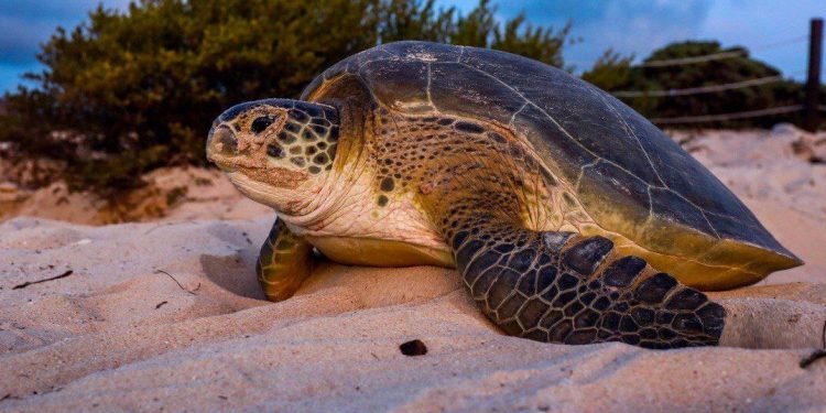 Arriban tortugas a desovar a Puerto Morelos