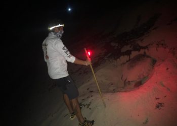 Registran 21 nidos de tortuga marina en Punta Sur