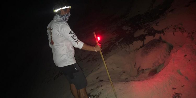 Registran 21 nidos de tortuga marina en Punta Sur