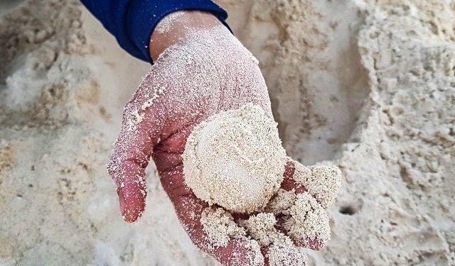 Preparados para temporada de anidación de tortuga marina en Cancún