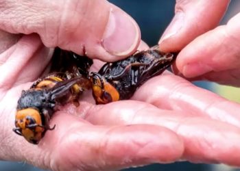 Alarma por avispones gigantes capaces de matar humanos