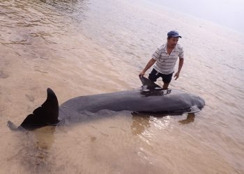Se activa la Red de Varamientos Mamíferos del Estado de Quintana Roo