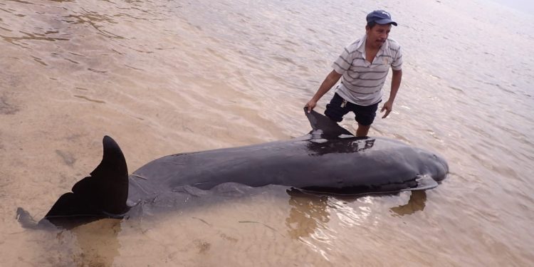 Se activa la Red de Varamientos Mamíferos del Estado de Quintana Roo