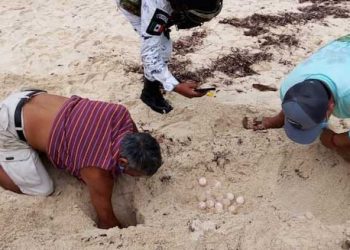 Se registran en Isla Mujeres los primeros nidos de tortugas