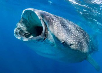 La temporada del Tiburón Ballena está prácticamente perdida: Marcelo Cupul