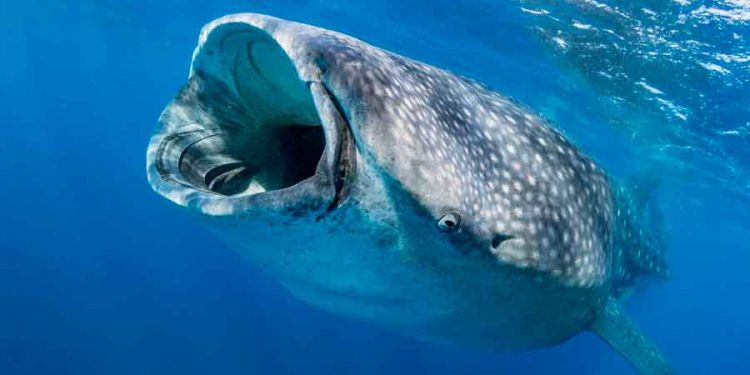 La temporada del Tiburón Ballena está prácticamente perdida: Marcelo Cupul