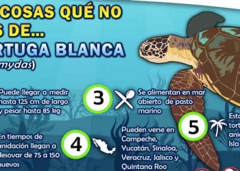 Ayuntamiento de Isla Mujeres conmemorará Semana Estatal de la Tortuga Marina